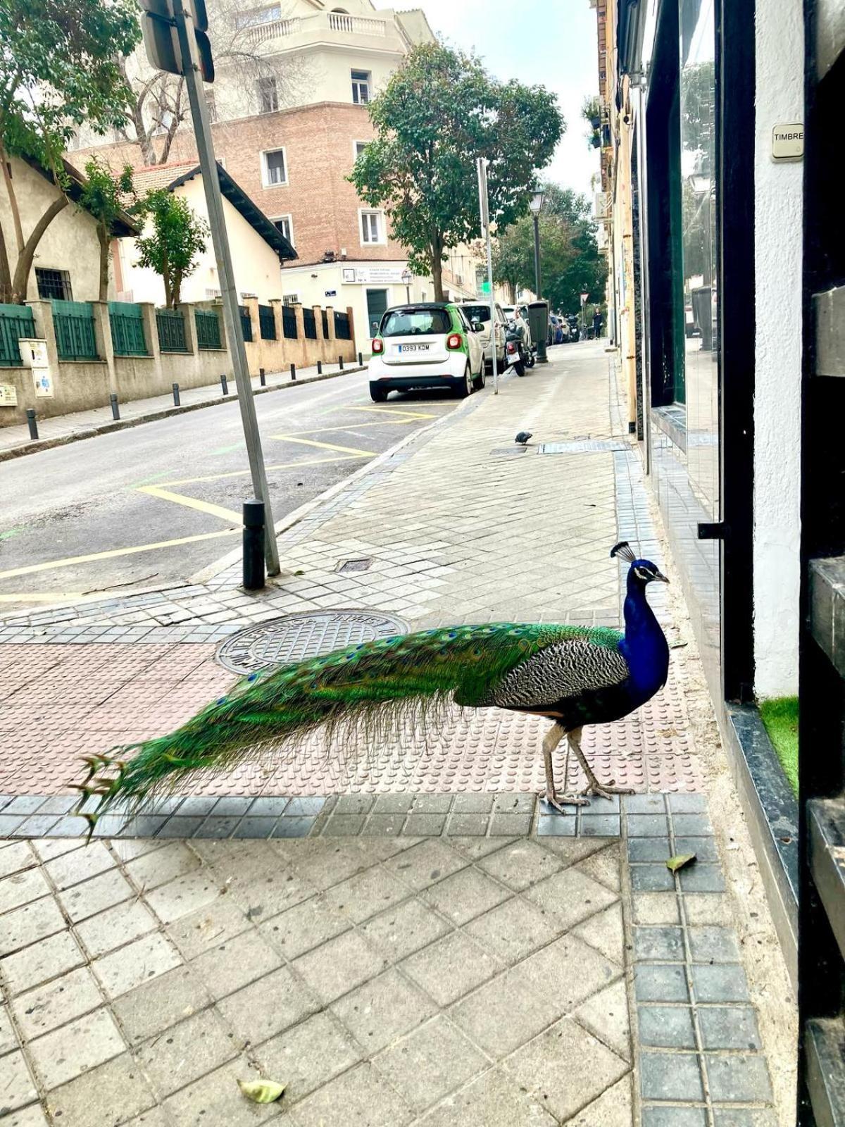 Apartamento Cerca Wizink Center Movistar Arena Y Plaza Toros Las Ventas En Barrio De Salamanca Madri Exterior foto